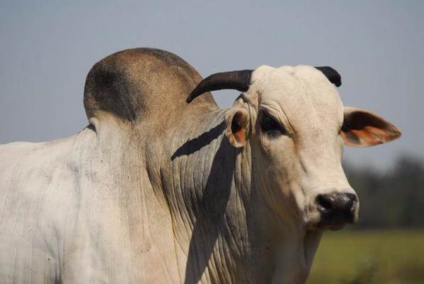 Sonhar com boi bravo