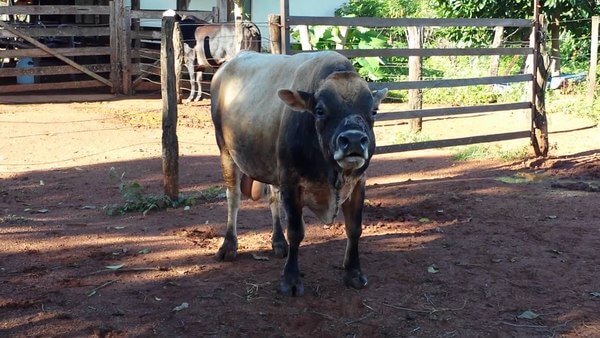 Sonhar com boi bravo