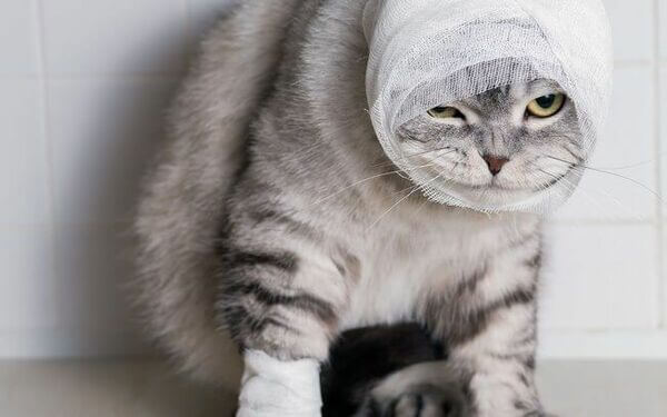 Sonhar com gato machucado