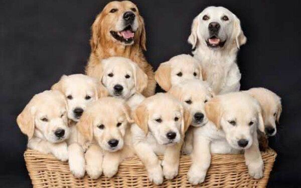 Sonhar com muitos cachorros