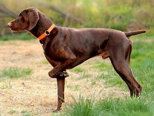 Sonhar com cachorro marrom