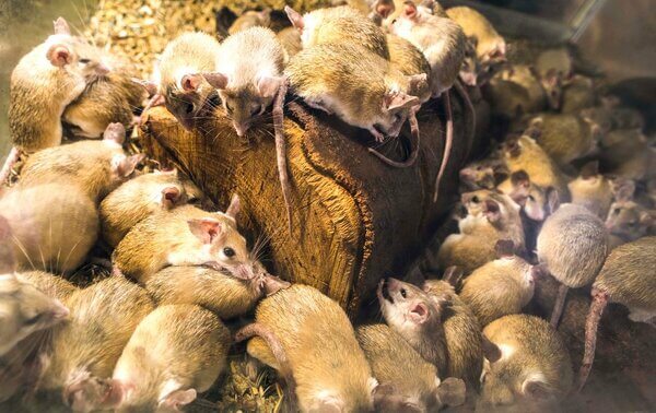 Sonhar com muitos ratos