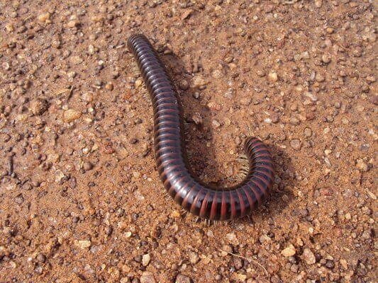 Sonhar com piolho de cobra