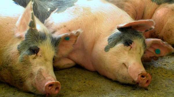 Sonhar com porco morto