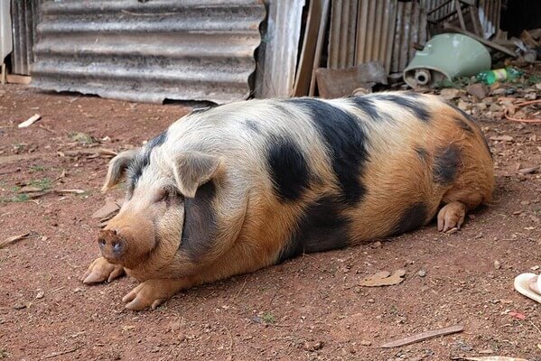 Sonhar com porco morto