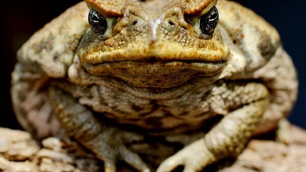 Sonhar com sapo grande