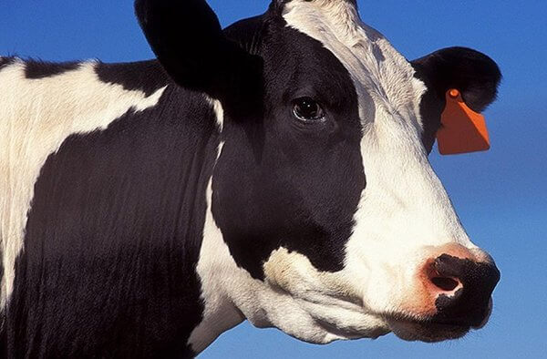 Sonhar com vaca preta