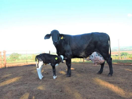 Sonhar com vaca preta