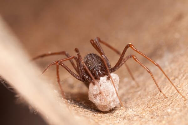 Sonhar com aranha marrom