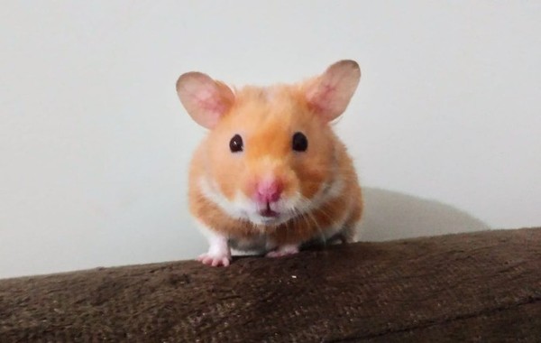 Sonhar com hamster