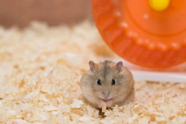 Sonhar com hamster