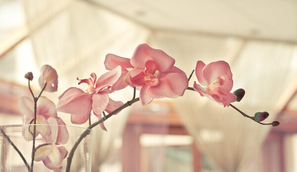 Sonhar com orquídeas