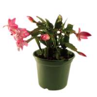 flor do signo de touro Flor de maio