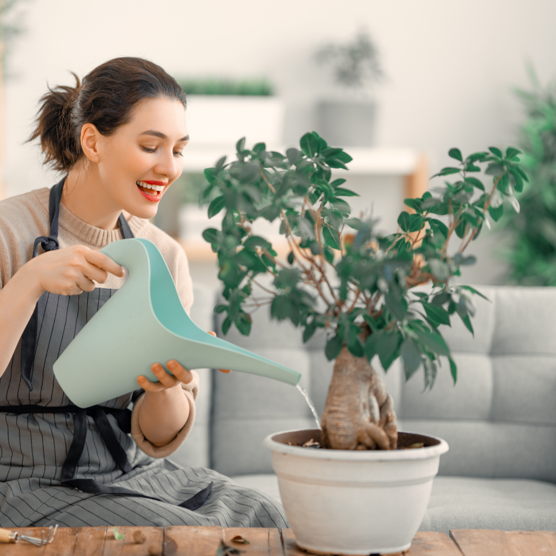 como cuidar das plantas