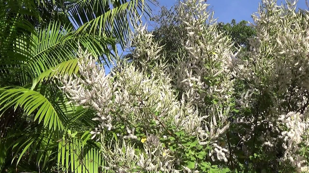 Melhores incensos para tirar encosto