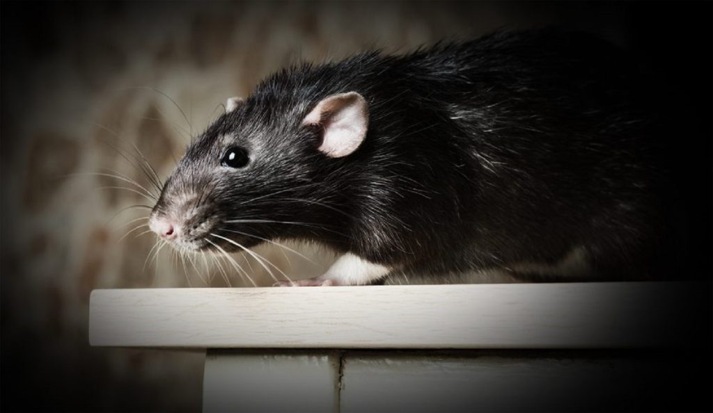 Sonhar com rato preto Como interpretar e qual a sua Simbologia