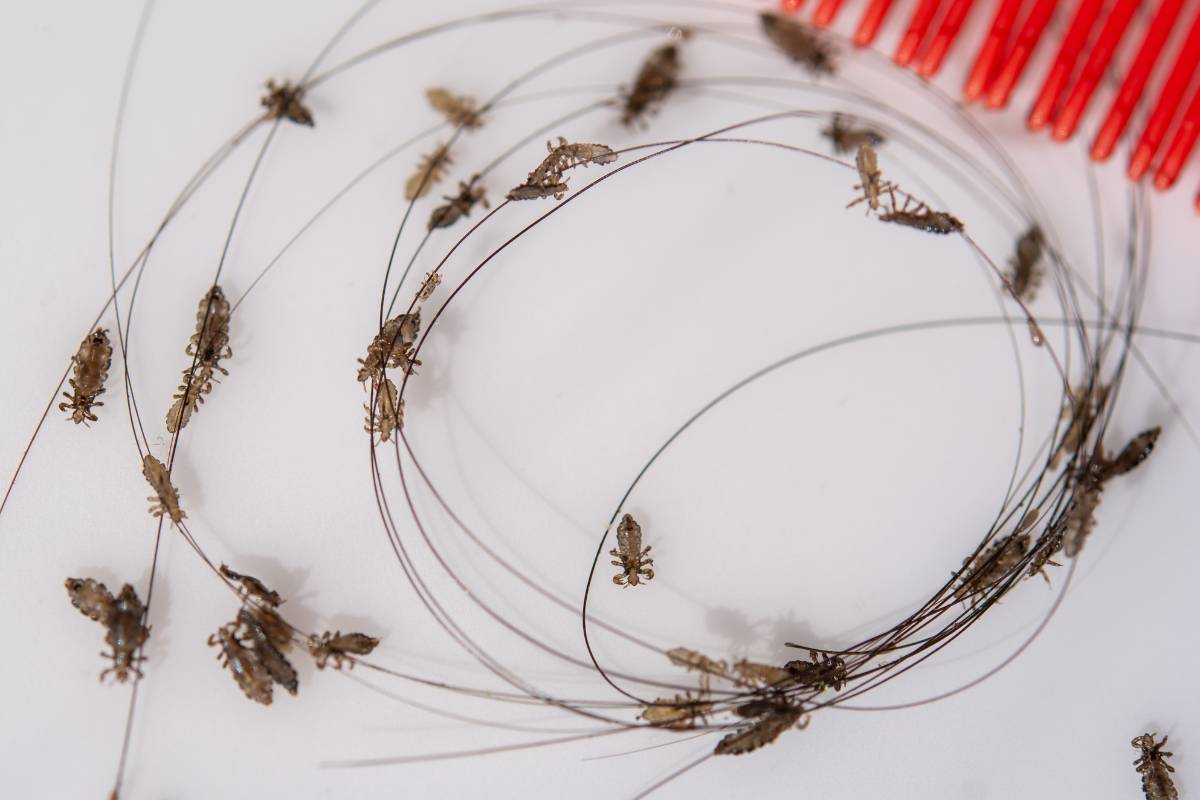 Sonhar com Piolho: Significados Profundos e Interpretações